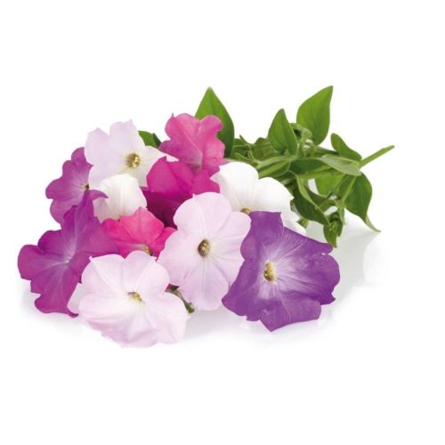 Click and Grow Smart Garden Refill 3-pack - Petunia